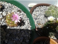 c74072a0-Gymnocalycium Anisitii.jpg